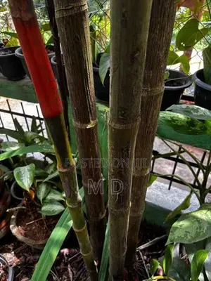 Redfarm Plants