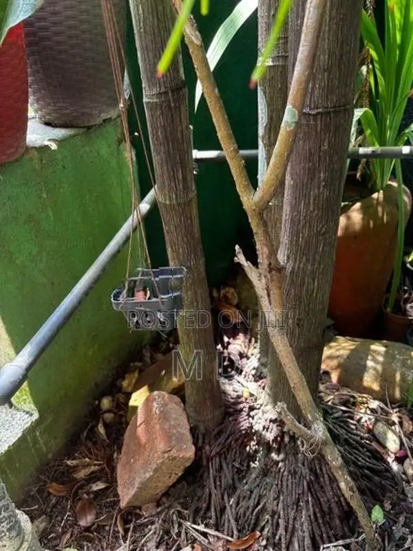 Redfarm Plants