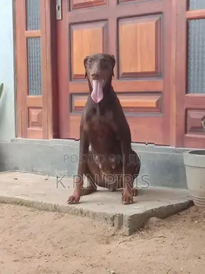 Dobermann