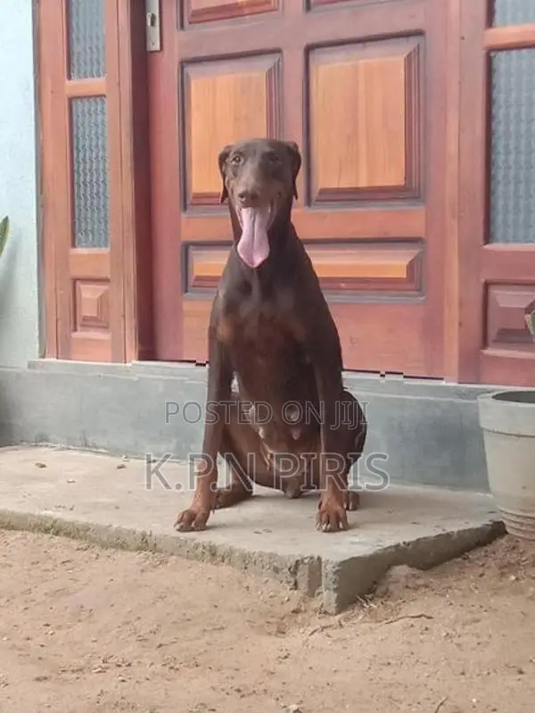 Dobermann