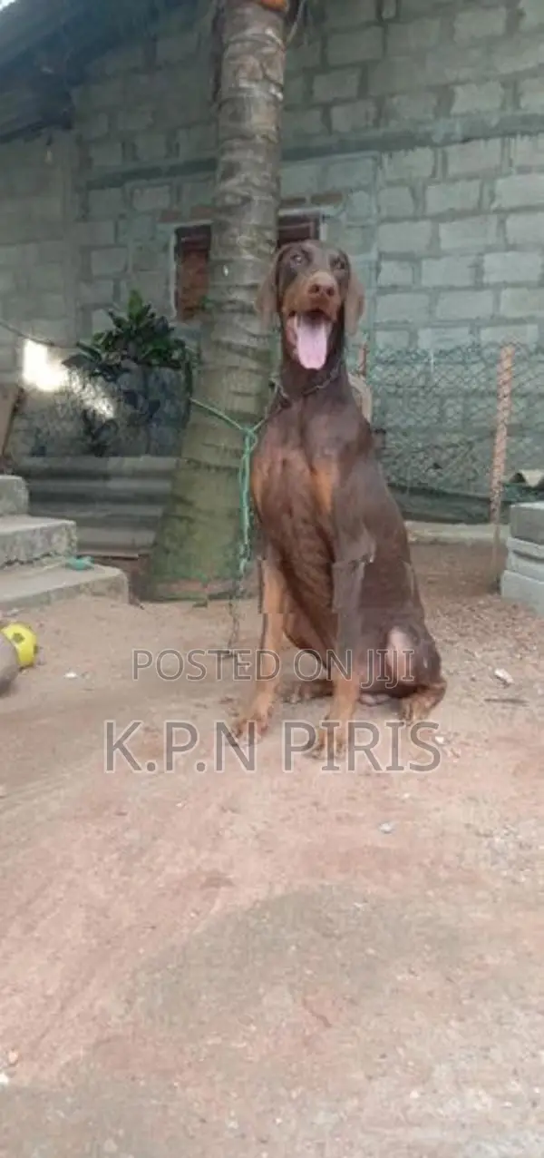 Dobermann