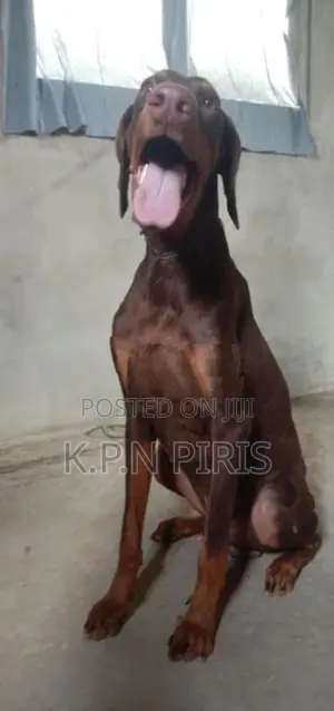 Dobermann