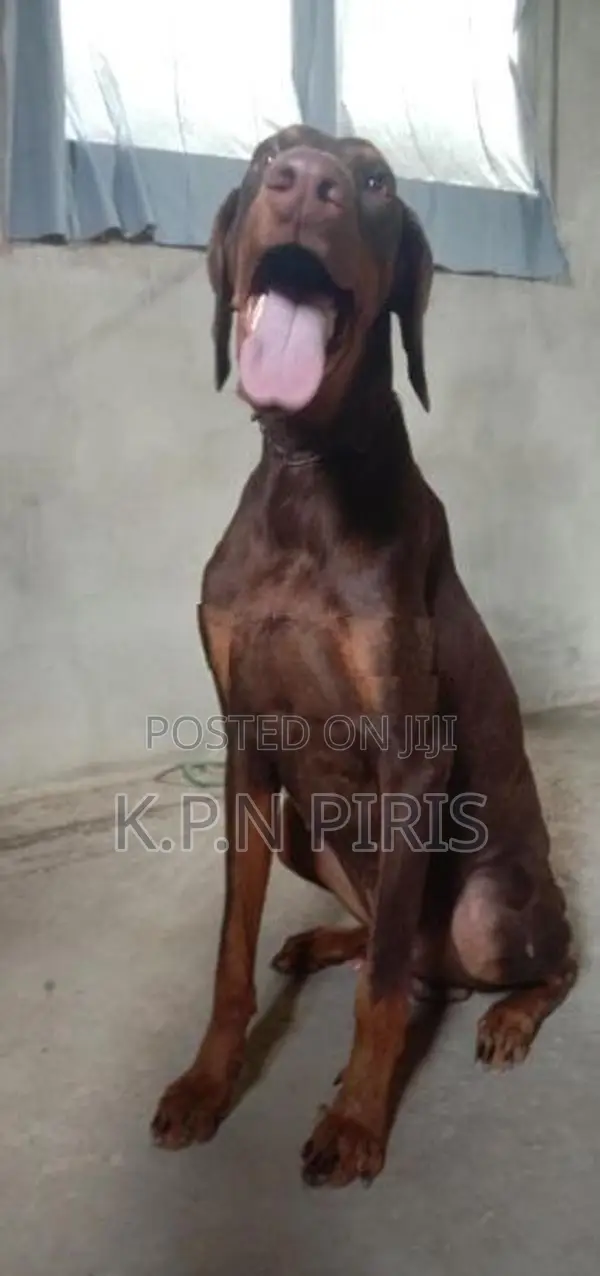 Dobermann