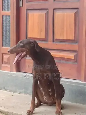 Dobermann