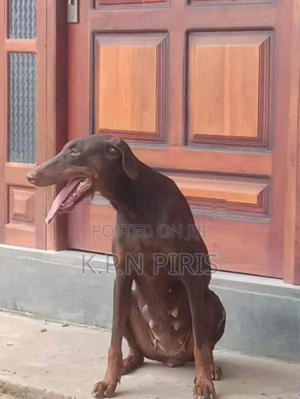 Dobermann