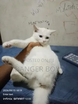 Mix Persian Cat