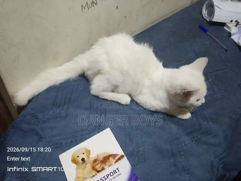 Mix Persian Cat