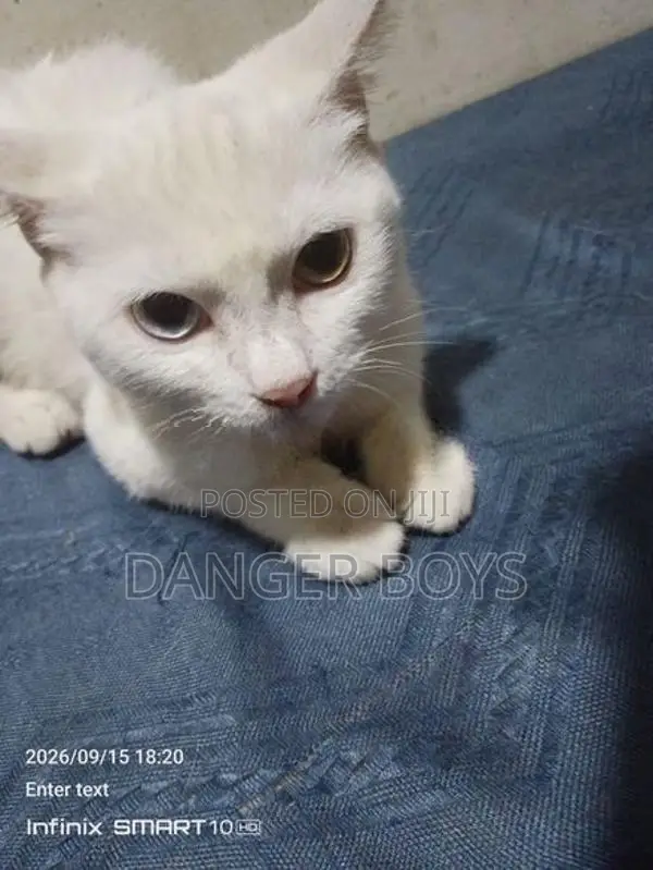 Mix Persian Cat