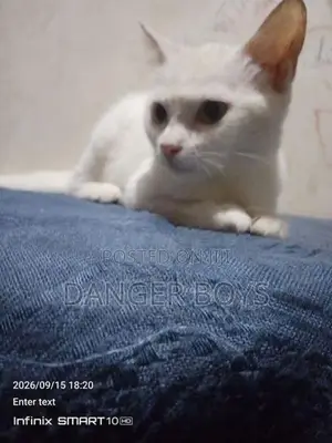 Mix Persian Cat