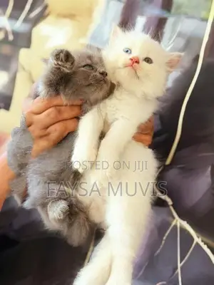 Kitty