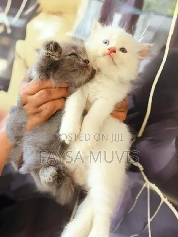 Kitty