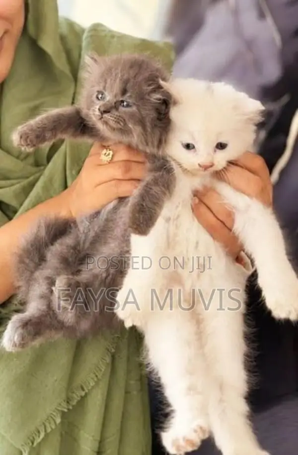 Kitty