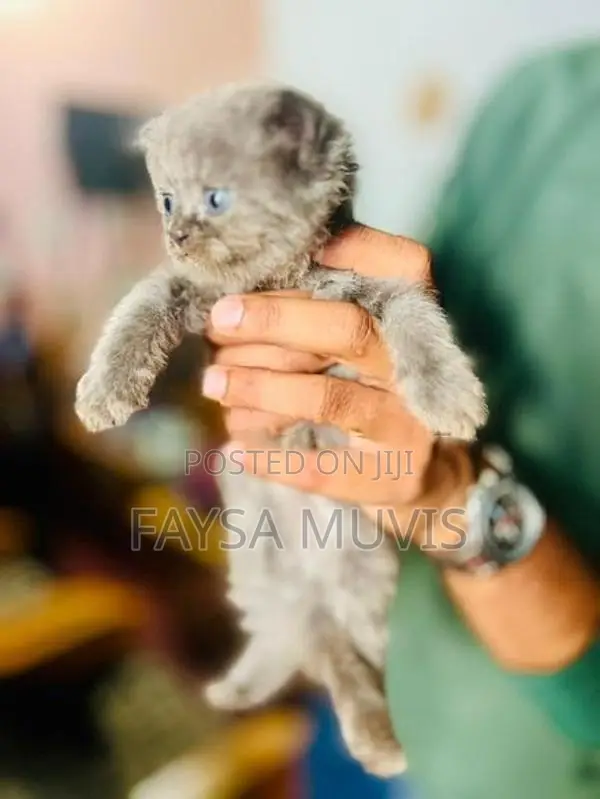 Kitty