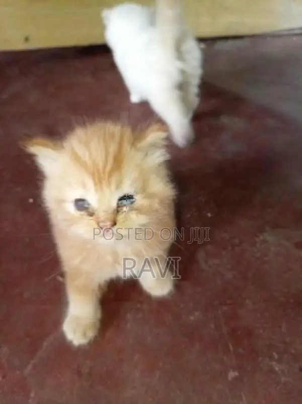 Persian Kittens