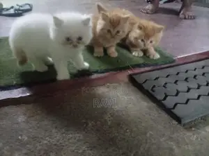 Persian Kittens