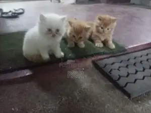 Persian Kittens