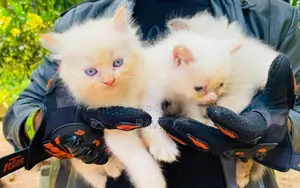 Persian Kittens