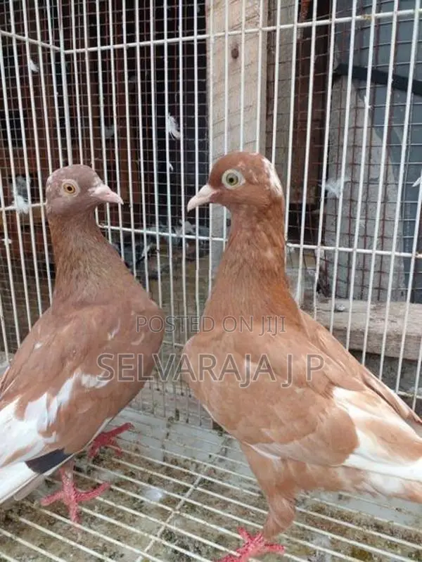 Pigeons