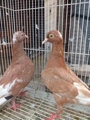 Pigeons