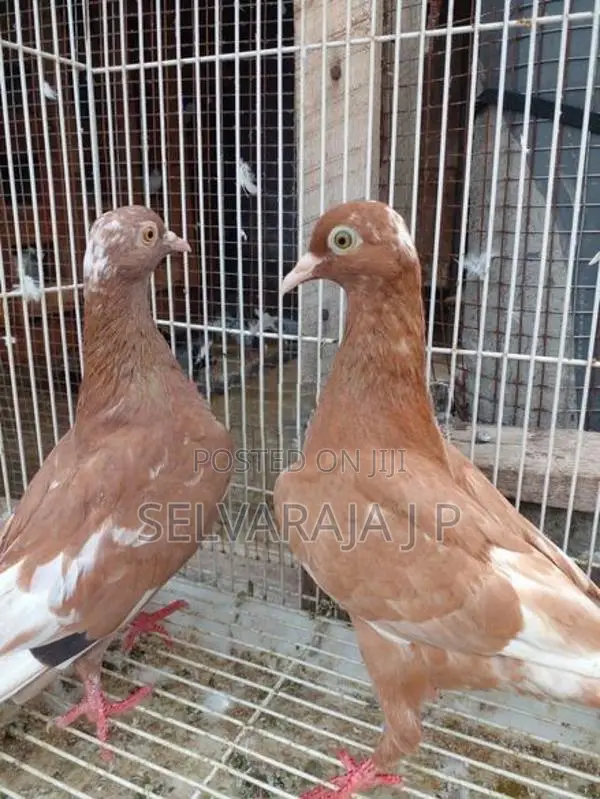Pigeons