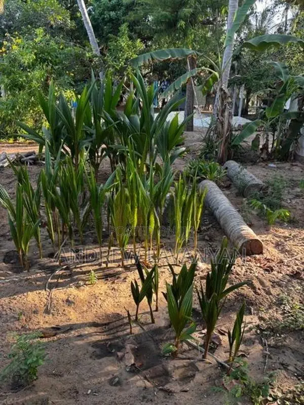 Coconut Plant