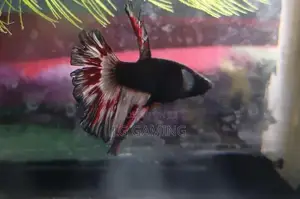 Betta Fish
