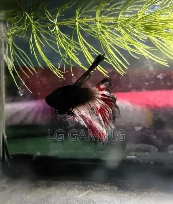 Betta Fish