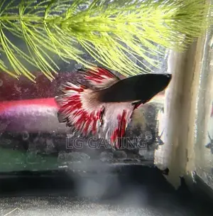 Betta Fish