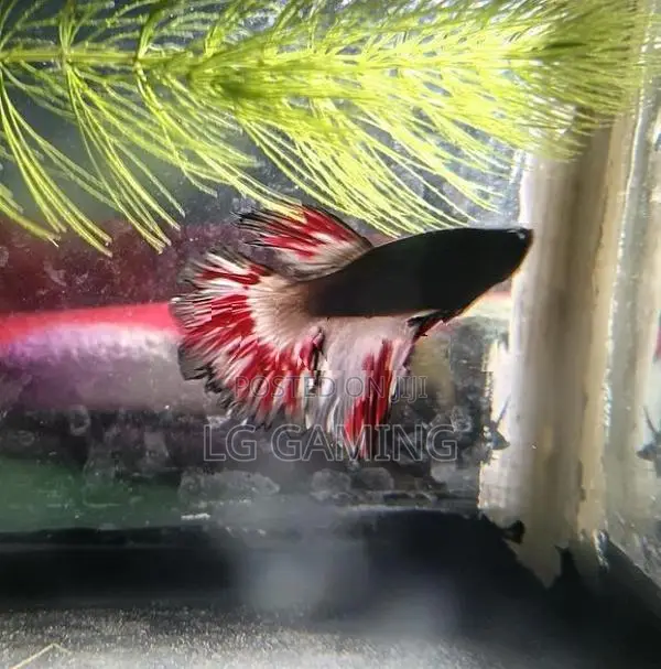 Betta Fish