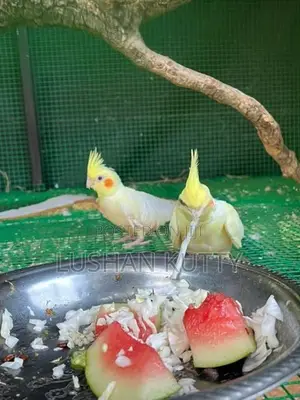 Cockatiel Birds