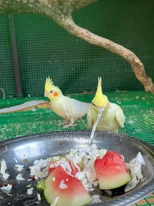 Cockatiel Birds