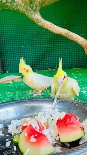 Cockatiel Birds