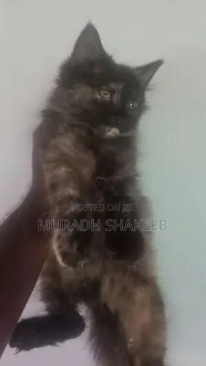 Persian Cats