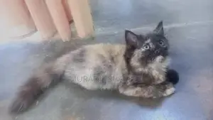 Persian Cats
