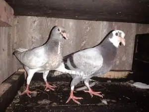 Pigeon