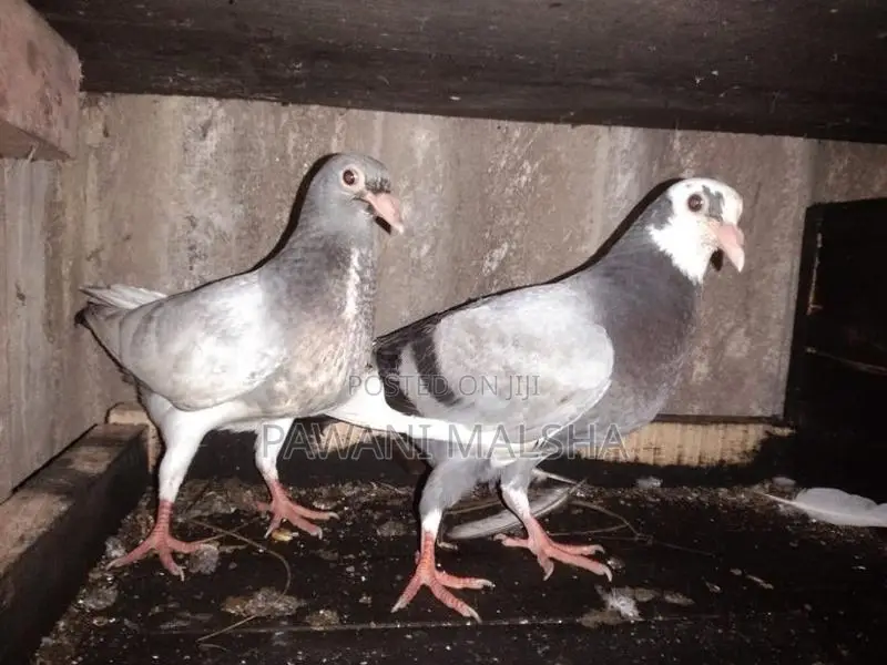 Pigeon
