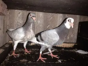 Pigeon