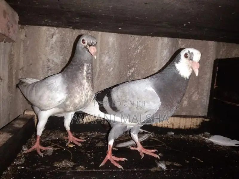 Pigeon