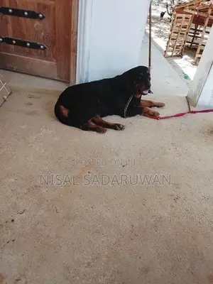 Rottweiler Female Puppy