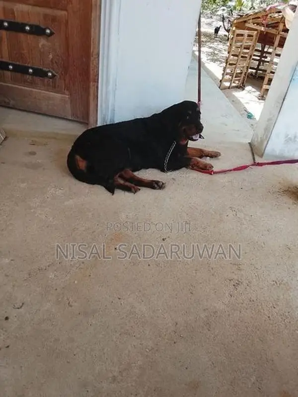 Rottweiler Female Puppy