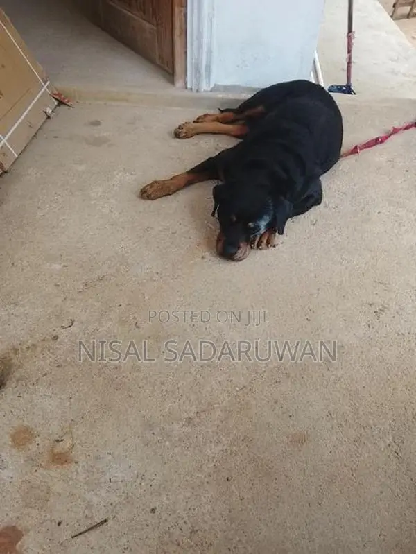 Rottweiler Female Puppy