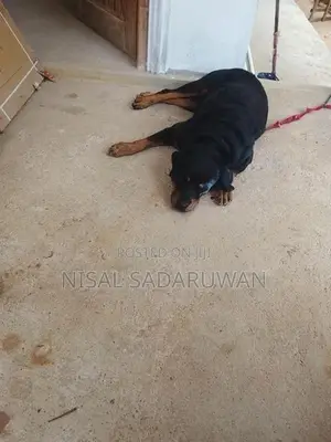 Rottweiler Female Puppy