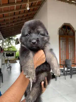 German Shepherd Puppies
