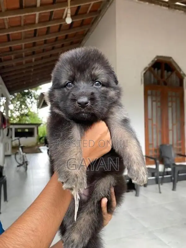 German Shepherd Puppies