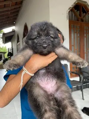 German Shepherd Puppies