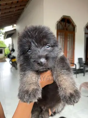 German Shepherd Puppies