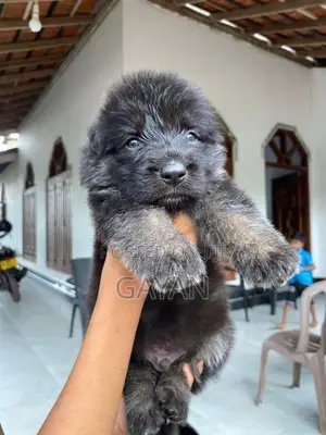 German Shepherd Puppies