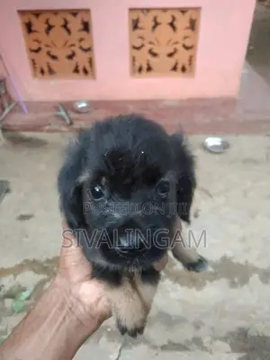 Cocker Spaniel