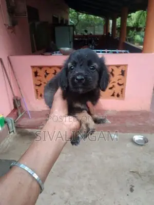 Cocker Spaniel