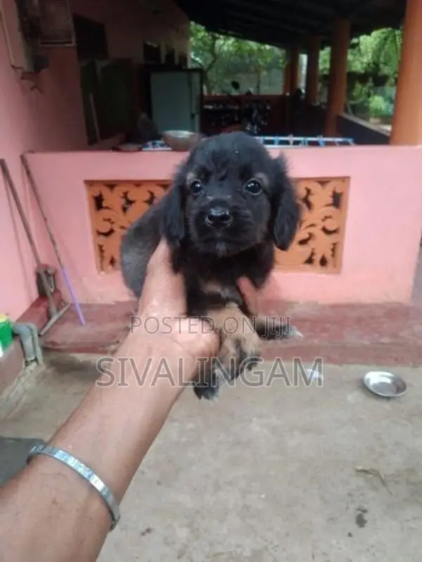 Cocker Spaniel